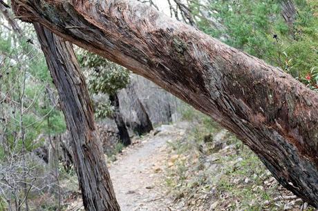 tree trunk across mount abrupt track 