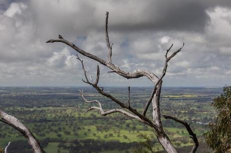 branches