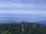 Australia's LAMINGTON NATIONAL PARK: Birdwatcher's Paradise