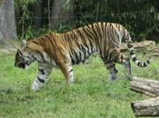 Mauled Tiger After Jumping Into Bronx