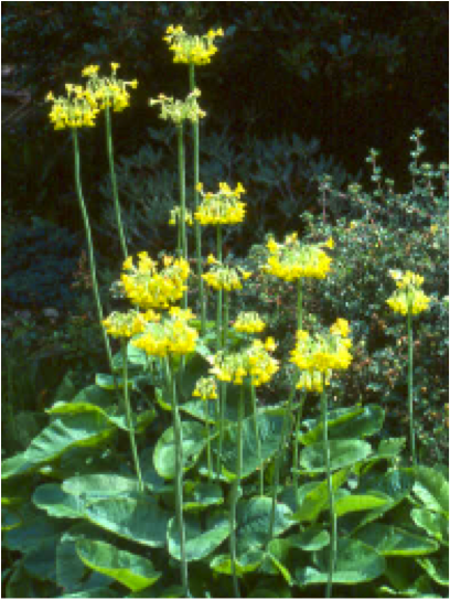 Primula_florindae