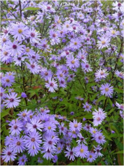 Aster_little_carlow