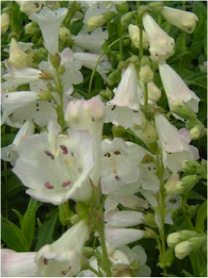 Penstemon_snowstorm