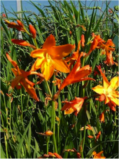 Crocosmia_star_of_the_east