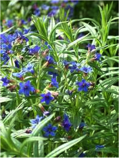 Buglossoides_purpurocaerulea