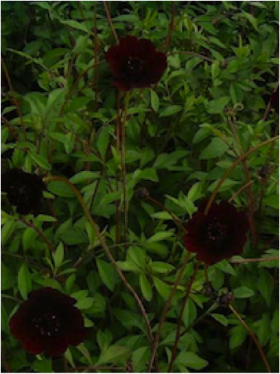 Cosmos_atrosanguines_chocamocha