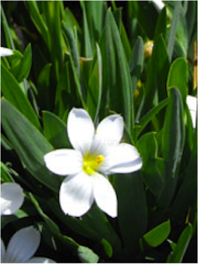 Sisyrinchium_idahoense_var