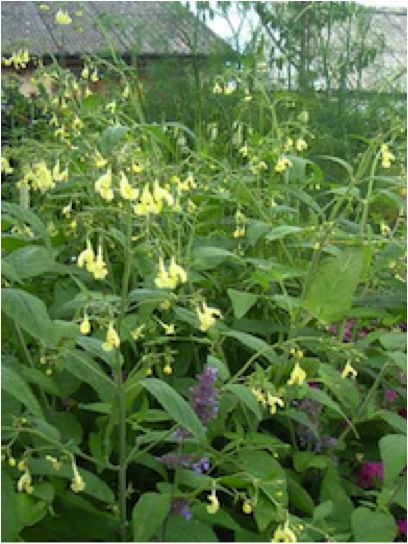 Nepeta_govaniana