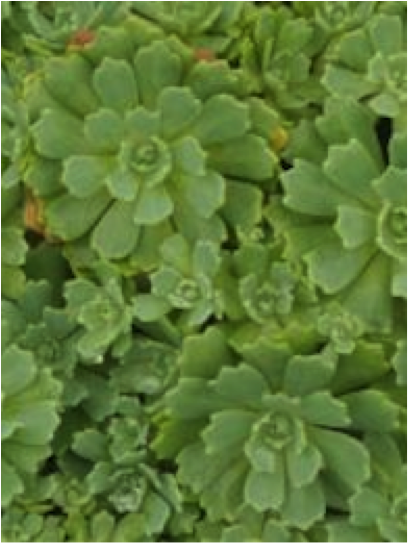 Rhodiola_pachyclados