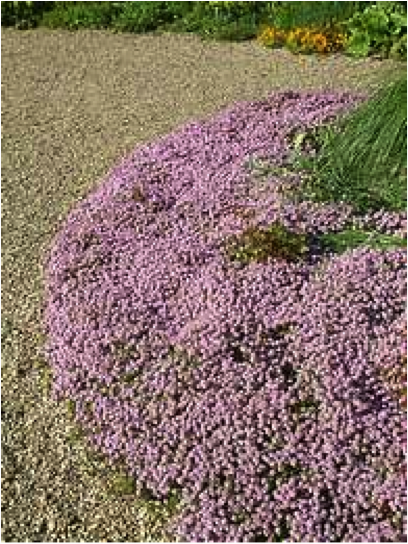 Thymus_longicaulis