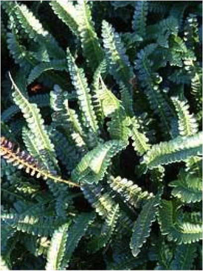 Blechnum_penna-marina