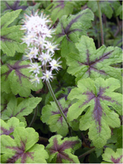 Tiarella_cordifolia_jeepers_creepers