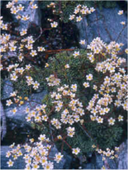 Saxifraga_paniculata_ex_austria_