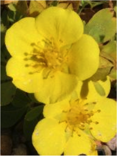 Potentilla_cuneata_