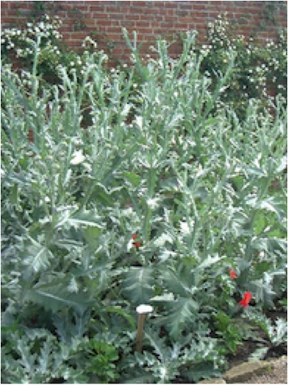 Onopordum_acanthium_scotch_thistle