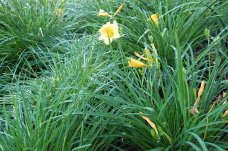 Hemerocallis 'Stella de Oro' (08/09/2012, Kew Gardens, London)