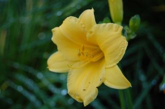 Hemerocallis 'Stella de Oro' Flower (08/09/2012, Kew Gardens, London)