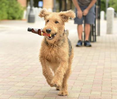 Dogs Booz it UP with Beer!