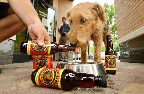 Dogs Booz it UP with Beer!
