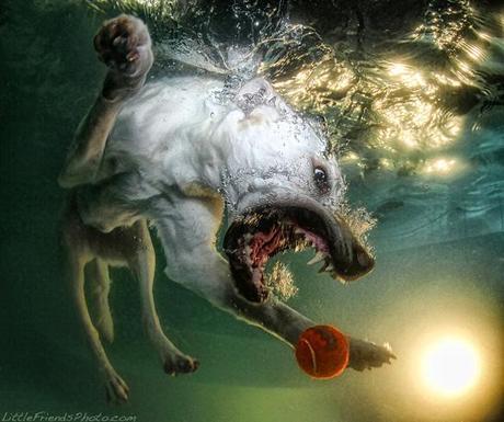 More Incredible Underwater Dogs by Seth Casteel!