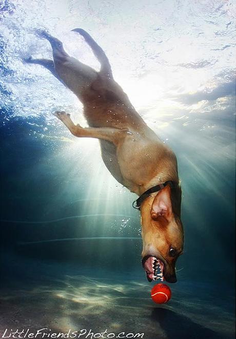 More Incredible Underwater Dogs by Seth Casteel!