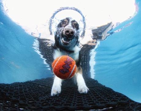 More Incredible Underwater Dogs by Seth Casteel!