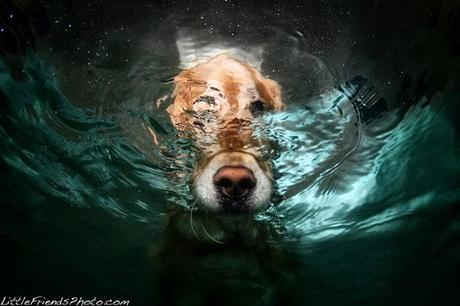 More Incredible Underwater Dogs by Seth Casteel!