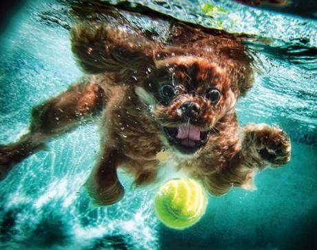 More Incredible Underwater Dogs by Seth Casteel!