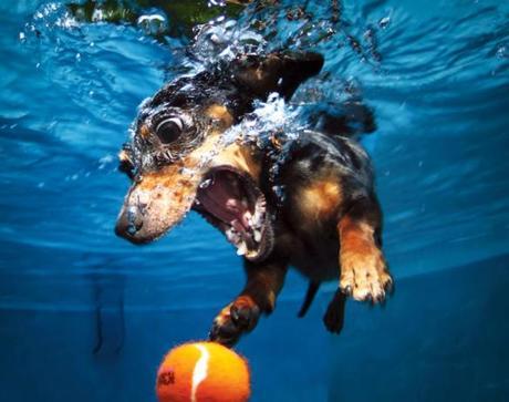 More Incredible Underwater Dogs by Seth Casteel!