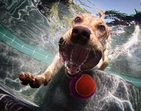 More Incredible Underwater Dogs by Seth Casteel!