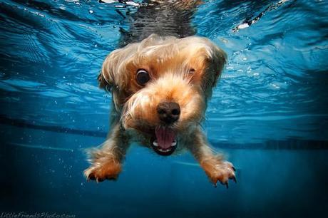 More Incredible Underwater Dogs by Seth Casteel!