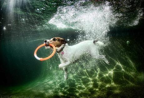 More Incredible Underwater Dogs by Seth Casteel!