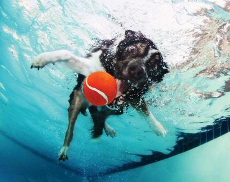 More Incredible Underwater Dogs by Seth Casteel!