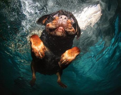 More Incredible Underwater Dogs by Seth Casteel!