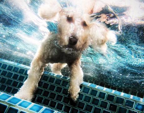 More Incredible Underwater Dogs by Seth Casteel!