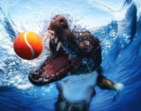 More Incredible Underwater Dogs by Seth Casteel!
