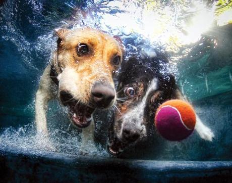 More Incredible Underwater Dogs by Seth Casteel!