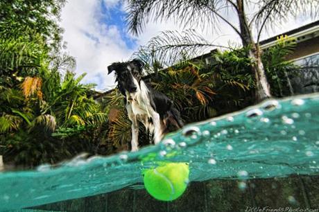 More Incredible Underwater Dogs by Seth Casteel!