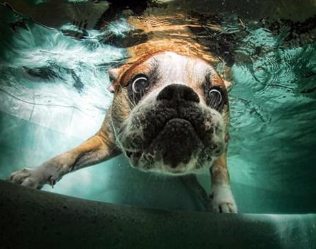 More Incredible Underwater Dogs by Seth Casteel!