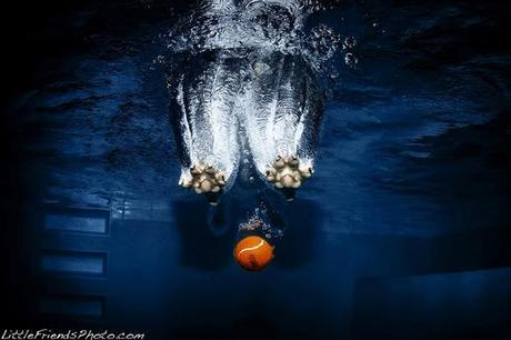 More Incredible Underwater Dogs by Seth Casteel!