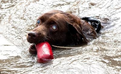 Inspiring Blind Lab Crowned Pet Champion!