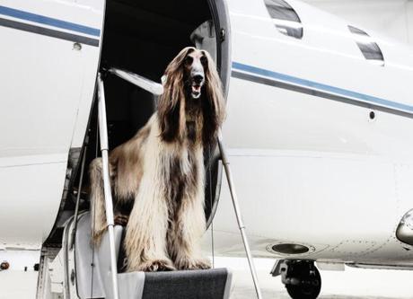 Jet-Setting Dogs: K-9’s go First Class!