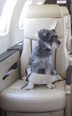 Jet-Setting Dogs: K-9’s go First Class!