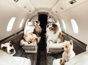 Jet-Setting Dogs: K-9’s First Class!