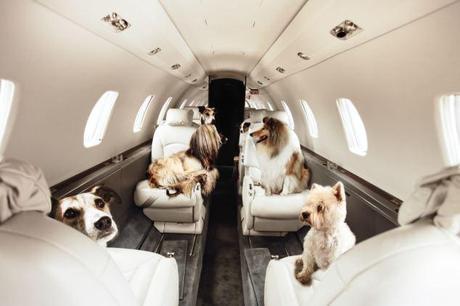 Jet-Setting Dogs: K-9’s go First Class!