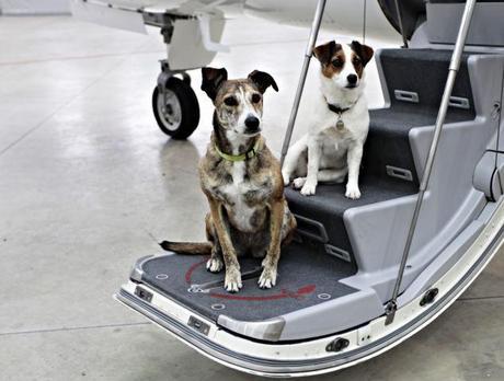 Jet-Setting Dogs: K-9’s go First Class!