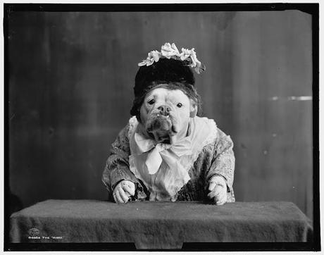 Bulldogs in Drag: Photos of the Early 20th Century Bulldogs in Drag: Photos of the Early 20th Century