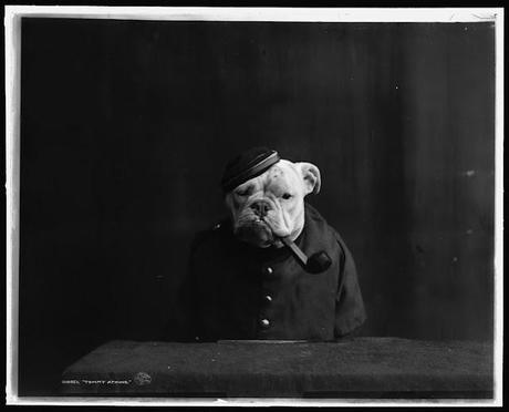 Bulldogs in Drag: Photos of the Early 20th Century Bulldogs in Drag: Photos of the Early 20th Century