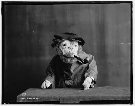 Bulldogs in Drag: Photos of the Early 20th Century Bulldogs in Drag: Photos of the Early 20th Century