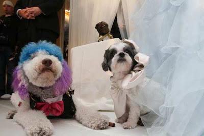 NYC Dog Wedding Breaks the World Record